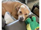 Adopt Queenie a Pit Bull Terrier, Mixed Breed