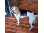 Adopt Molly a Treeing Walker Coonhound