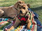 Adopt Teencie a Jack Russell Terrier, Shar-Pei
