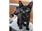 Adopt Fortune a Domestic Short Hair