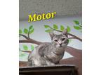 Adopt Motor a Domestic Short Hair