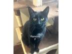 Adopt Ramona a Domestic Short Hair