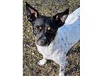 Adopt Nellie a Rat Terrier, Terrier