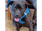 Adopt Lilly a Cane Corso