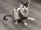 Adopt Ms. Sapphire Blue Eyes Calico Siamese!! a Calico, Siamese