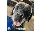 Adopt Butterbean & Noodles a Mastiff