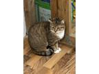 Adopt Missy a American Shorthair