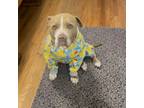 Adopt LALA a Pit Bull Terrier, American Staffordshire Terrier
