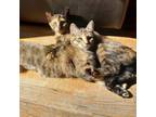 Adopt Tumblina a Tortoiseshell