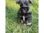 MIni Schnauzer