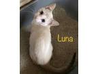Adopt Luna a Siamese