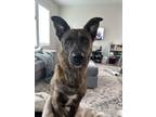 Adopt Earth a Plott Hound, Shepherd