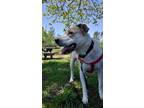 Adopt Patches a Labrador Retriever, Saint Bernard