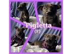 Adopt Pigletta aka Piggie a Terrier