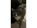 Adopt MJ Cat a Tabby