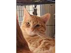 Adopt Spice (bonded pair with Sugar) a Domestic Short Hair
