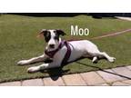 Adopt Moo a Pit Bull Terrier