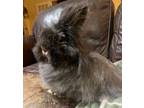 Adopt Shyanne a Lionhead