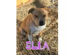 Adopt Ella a Harrier