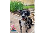 Adopt Bailey a Terrier, Catahoula Leopard Dog