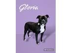 Adopt Gloria a American Staffordshire Terrier