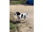 Adopt Bernie a English Pointer