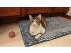 Adopt Wrenly a Domestic Short Hair