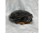 Adopt New Kid (on the block) a Red-Eared Slider