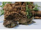 Adopt Mrs. a Red-Eared Slider