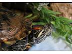 Adopt Bubbles Magee a Red-Eared Slider