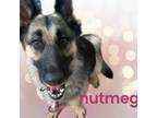 Adopt Nutmeg a German Shepherd Dog