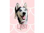 Adopt Lady a Husky