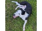 Adopt Sylas a Border Collie