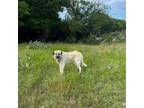 Adopt TEXAS, ERATH COUNTY; "BOUDREAUX" a Anatolian Shepherd