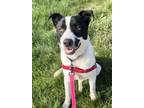 Adopt Miles a Canaan Dog, Karelian Bear Dog