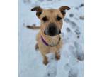 Adopt Jackson a Black Mouth Cur