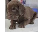 Labrador Retriever Puppy for sale in Princeton, NC, USA