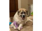 Adopt Fiji Quinn a Great Pyrenees