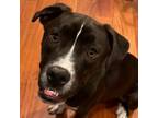 Adopt Tatum a American Staffordshire Terrier, Labrador Retriever