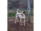 Adopt Jasper a Mixed Breed