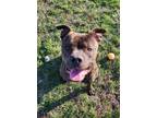 Adopt Camo a American Staffordshire Terrier