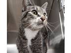 Adopt MeowMeow a Domestic Short Hair, Tabby