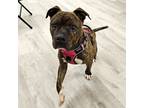 Adopt Bruiser a Staffordshire Bull Terrier