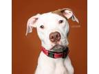 Adopt Teddy a American Staffordshire Terrier, Pit Bull Terrier
