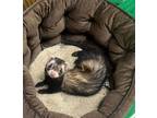 Adopt Ozzy a Ferret