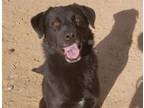 Adopt LANCE a Labrador Retriever, Mixed Breed