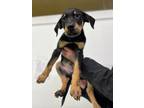 Adopt Tundra a Doberman Pinscher