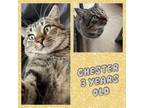 Adopt Chester a Domestic Short Hair