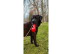 Adopt Martin a Boxer, Cane Corso