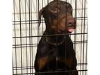 Adopt Ace a Doberman Pinscher